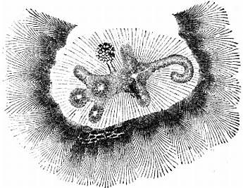 Drawing of the Alligator Effigy Mound near Granville, Licking County, published in The American Antiquarian and Oriental Journal.
