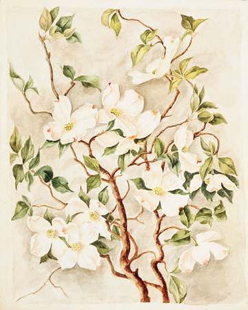 This watercolor of a branch of dogwood blooms is by First Lady Caroline Lavinia Scott Harrison, wife of President Benjam