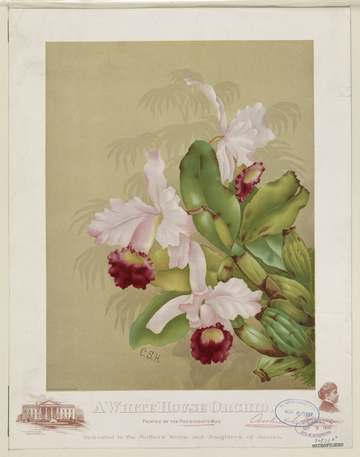 Title: A whitehouse orchid Physical description: 1 print. Notes: This record contains unverified data from PGA shelflist