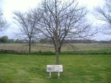 Site of Logan's Elm