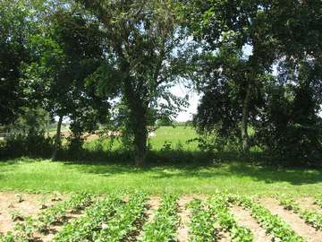 A garden (foreground) and fields (background) on the western side of Oldtown, an unincorporated community in Xenia Towns