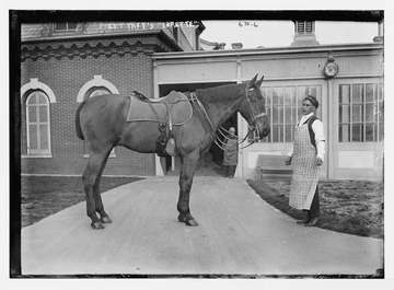 Title: President Taft's horse - "Surette" Abstract/medium: 1 negative : glass ; 5 x 7 in. or smaller.